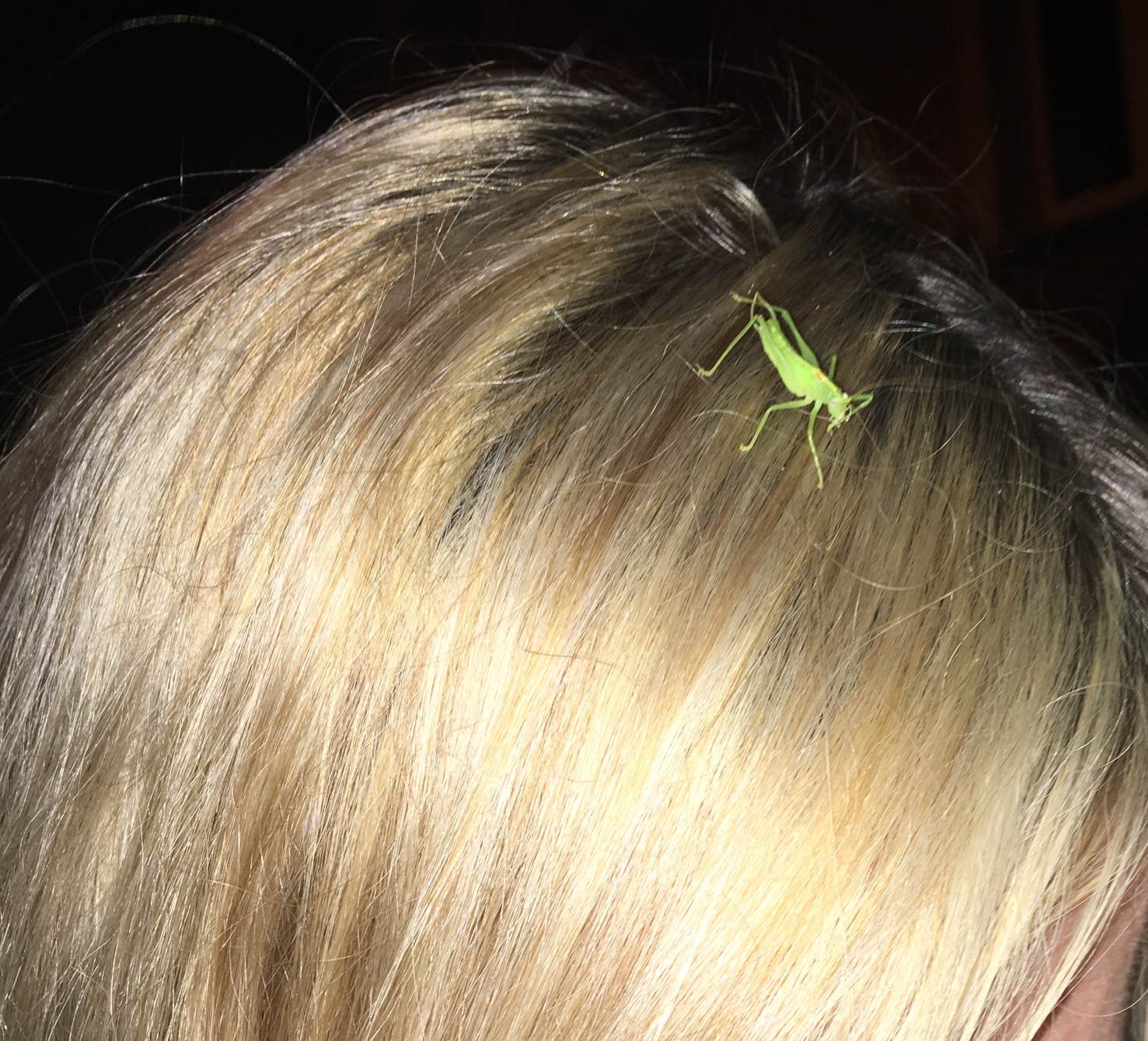 blonde strähnen und natuerlicher haarschmuck