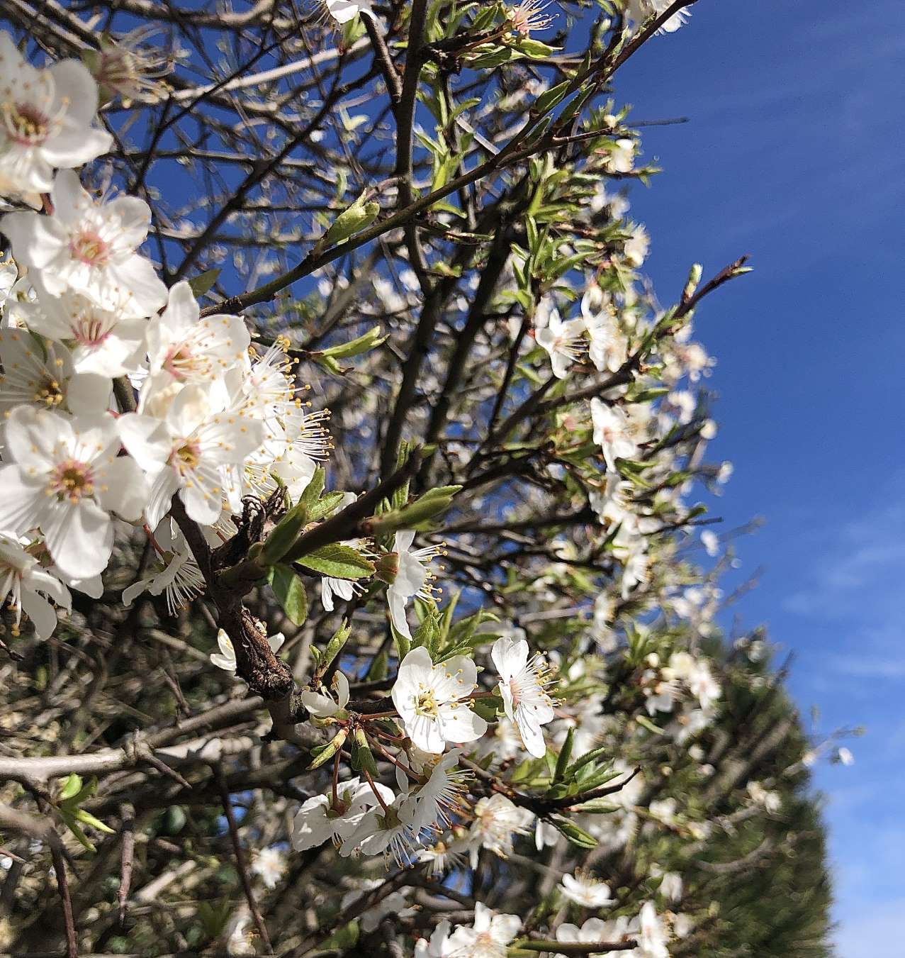 Erste Obstblüten 2020