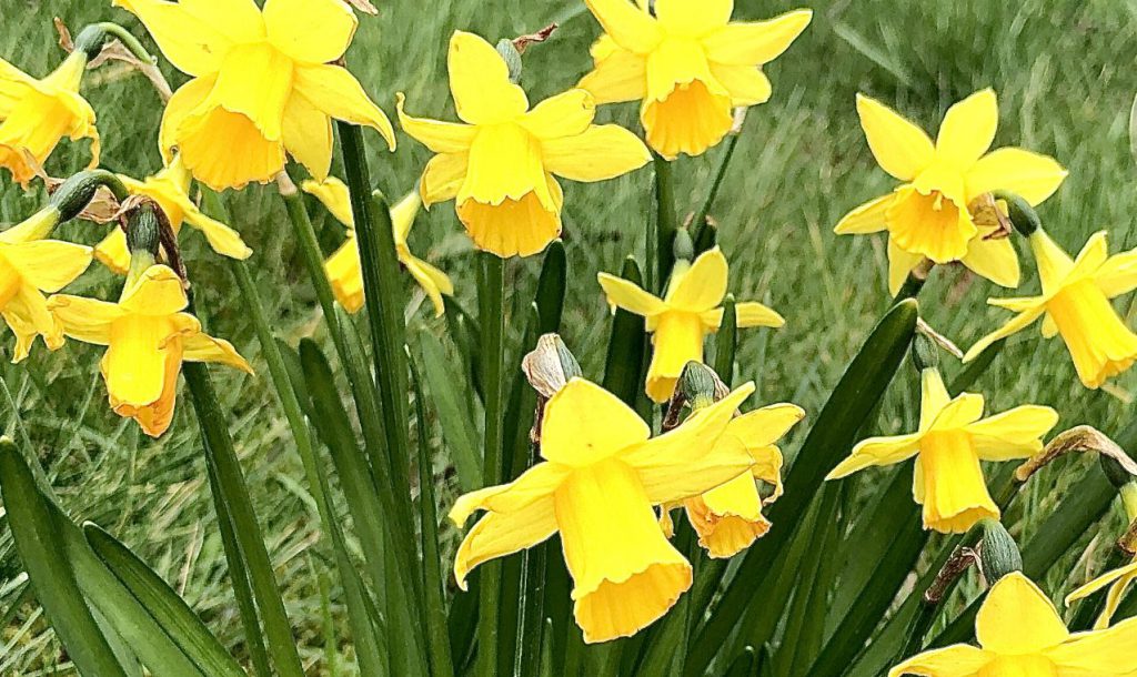 trotz corona frühlingsblumen