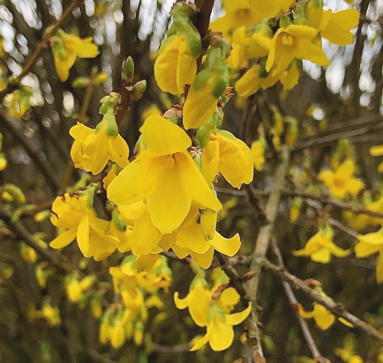 forsythien blüte lenz 2020