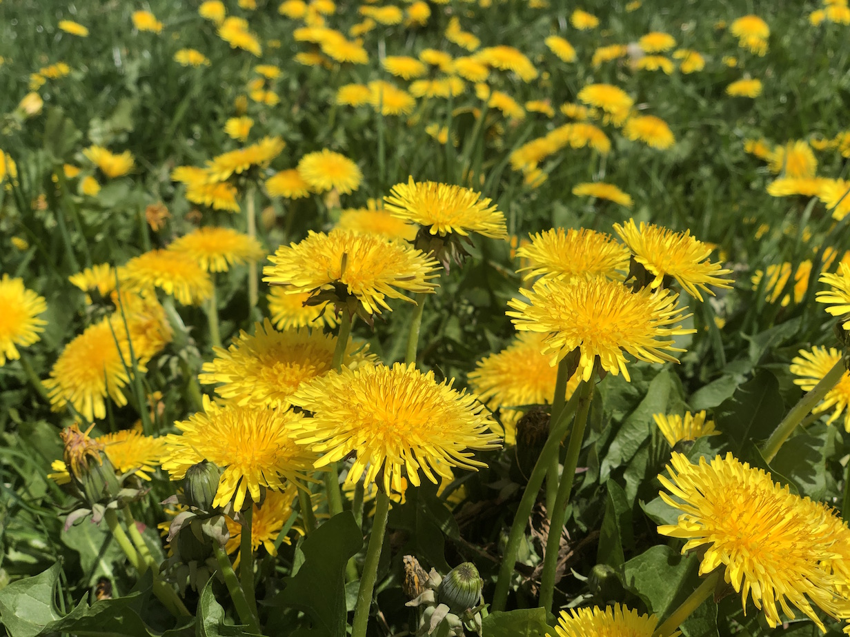 Butterblumen auf der wiese