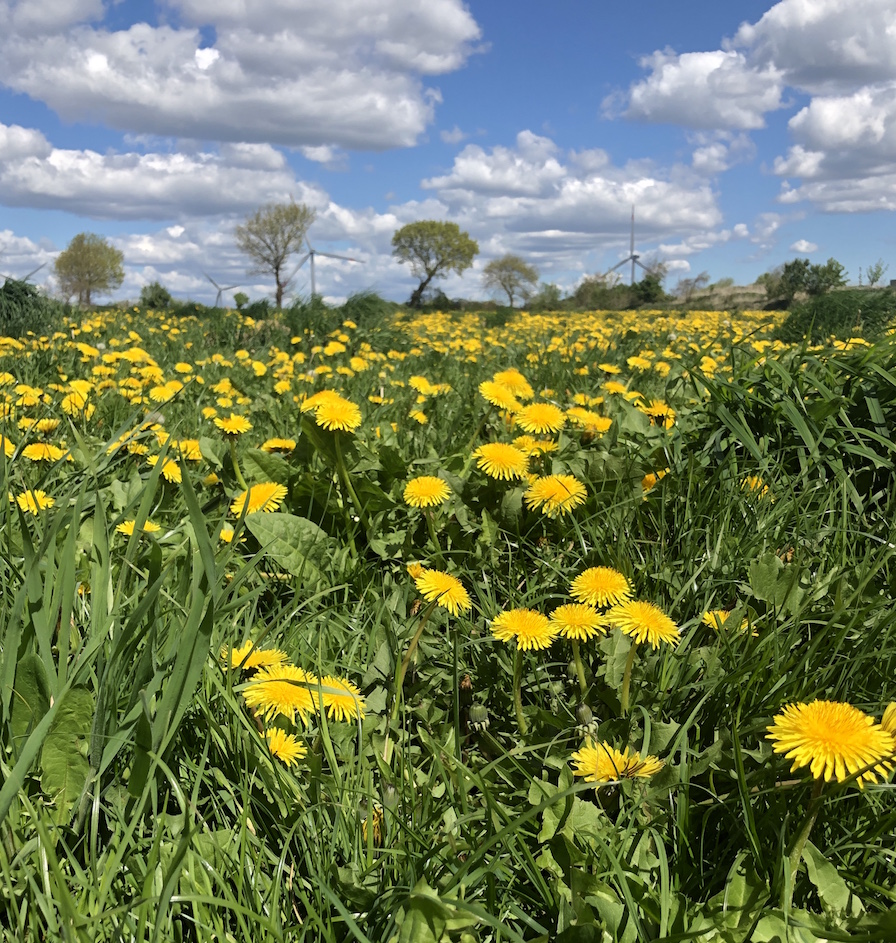 loewenzahnwiese in nordfriesland