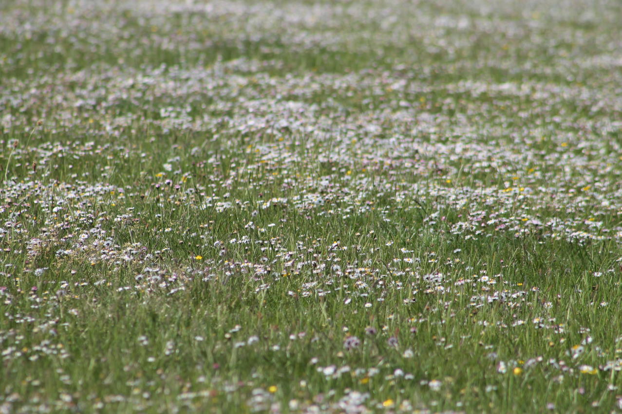 gaensebluemchenwiese nordfriesland westerhever