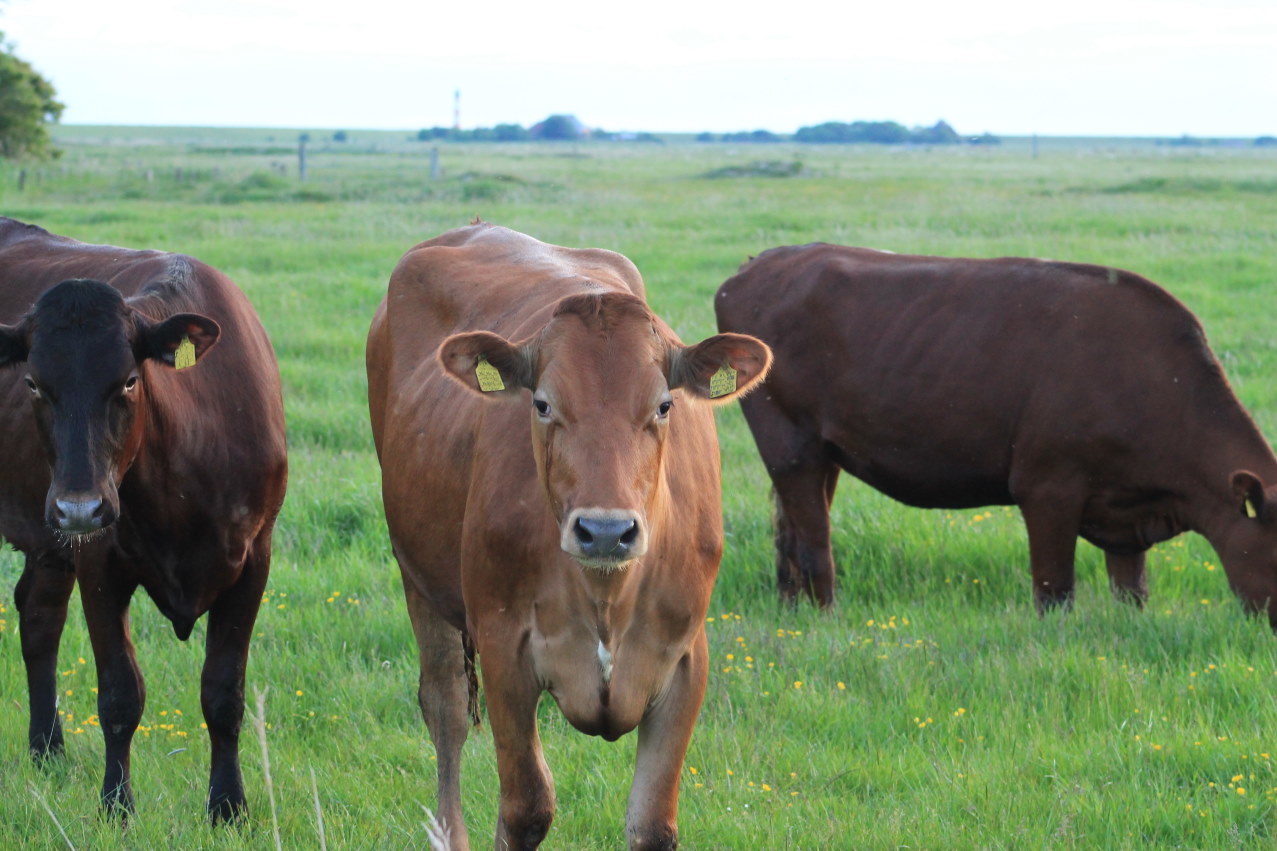 rinder westerhever