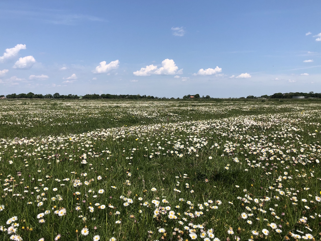 gaensebluemchenwiese westerhever nordfriesland