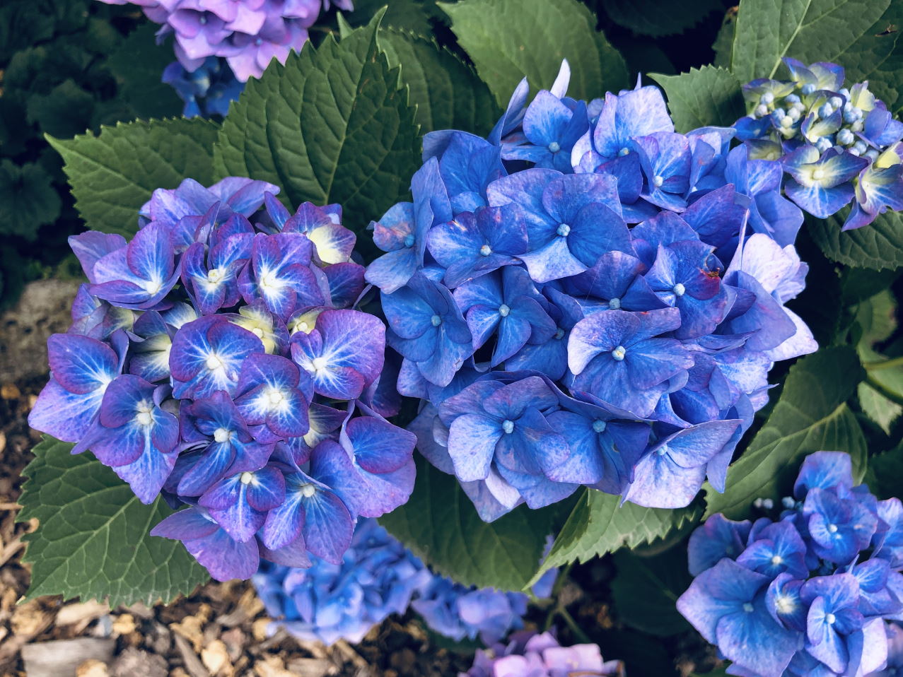 blaue Hortensienbluete