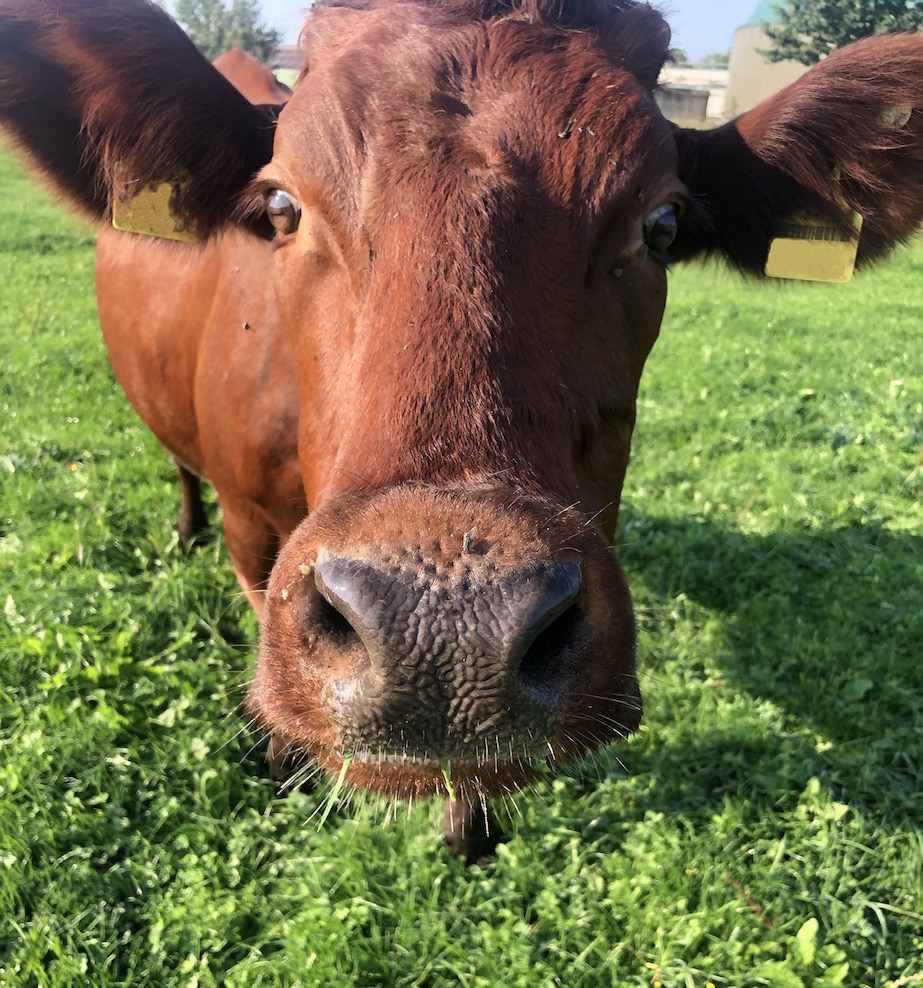 anglerrind auf der weide