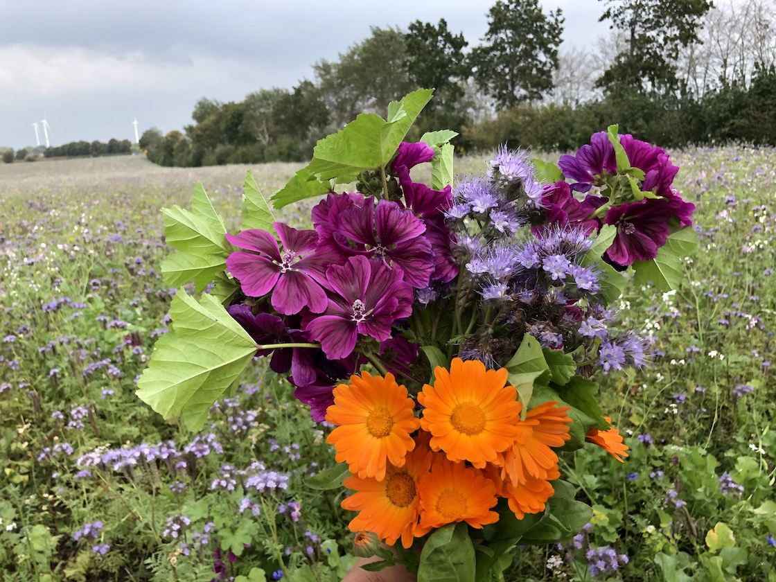 herbstlichenbienenweide lila violett orange