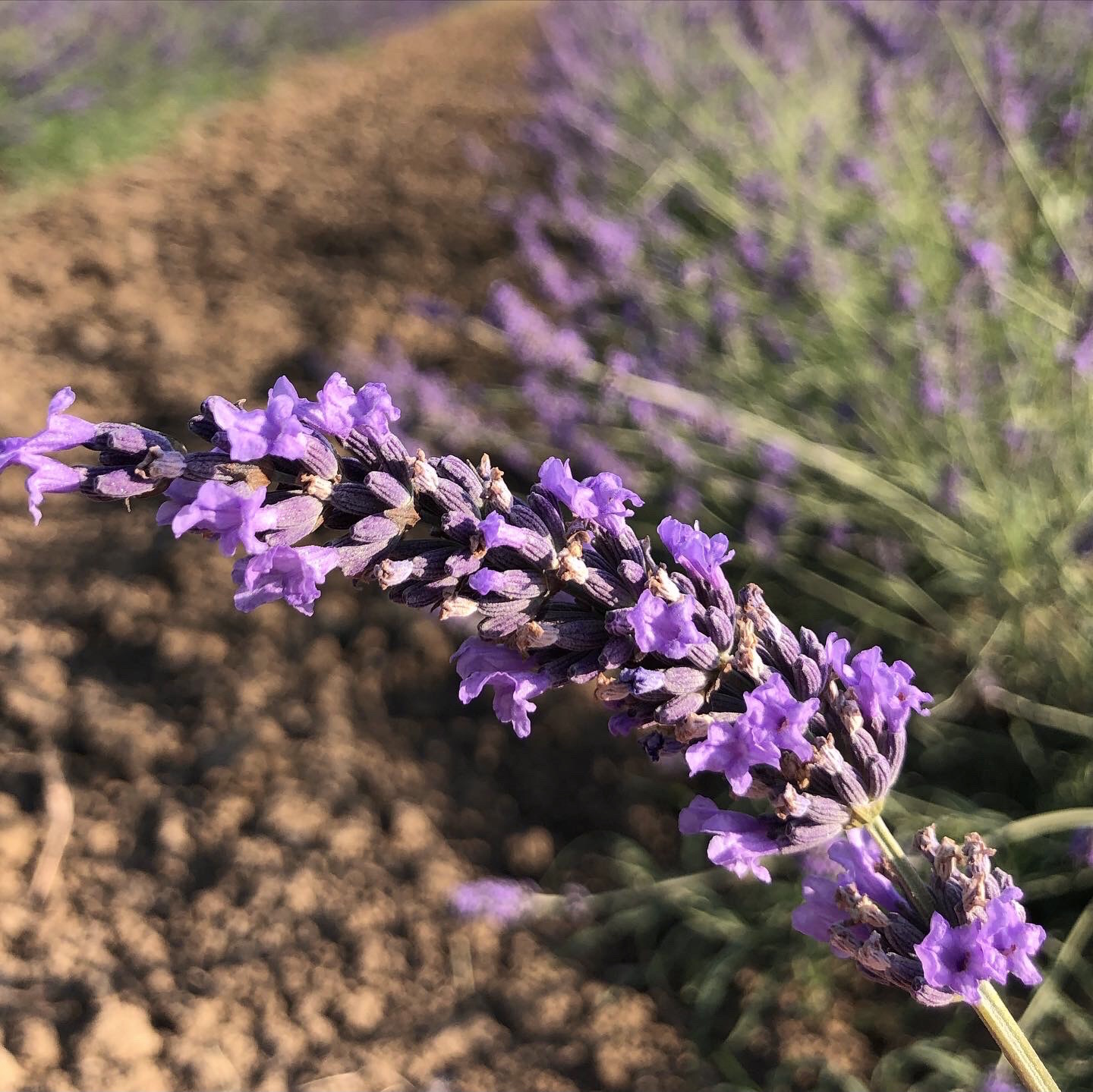 lavendelfeld in Italien sommer 2020