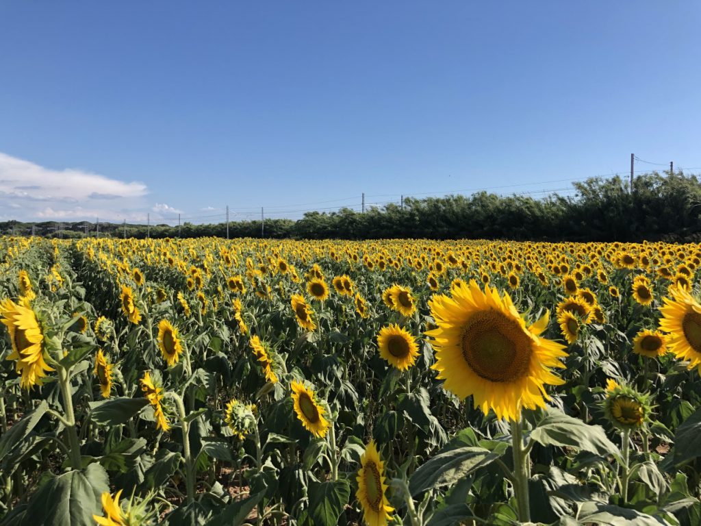 sonnenblumenfeld italien toskana