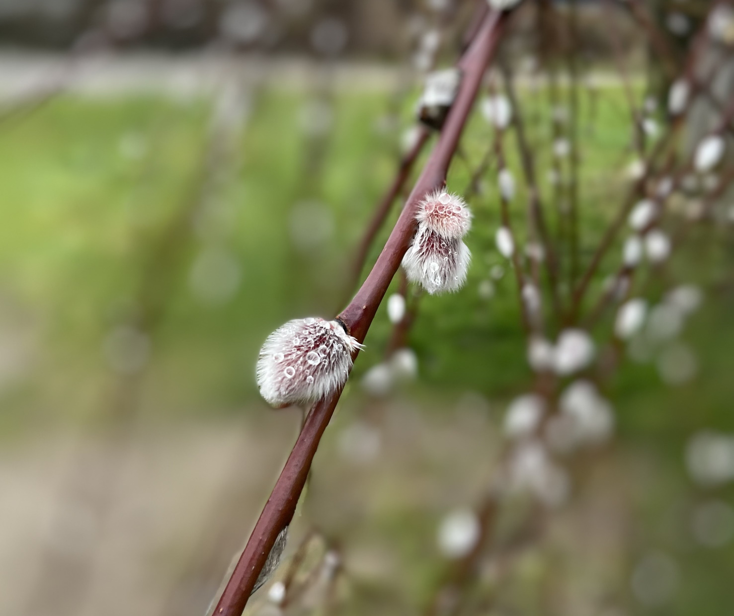 weide, weidenkaetzchen nach dem regen