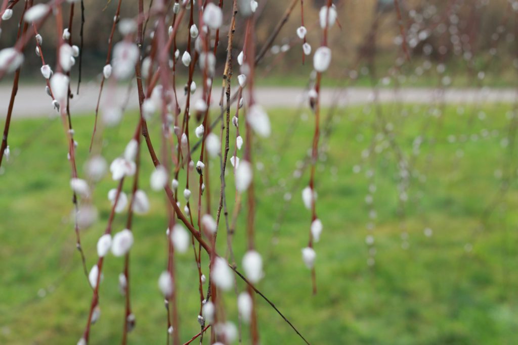 weide, weidenkaetzchen nach dem regen