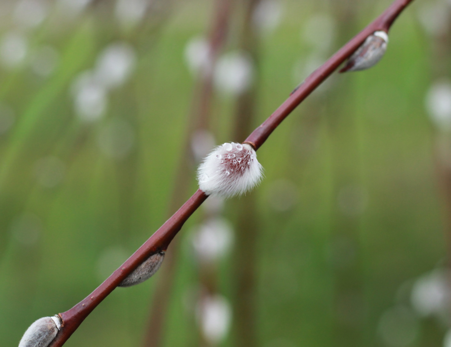 weide, weidenkaetzchen nach dem regen