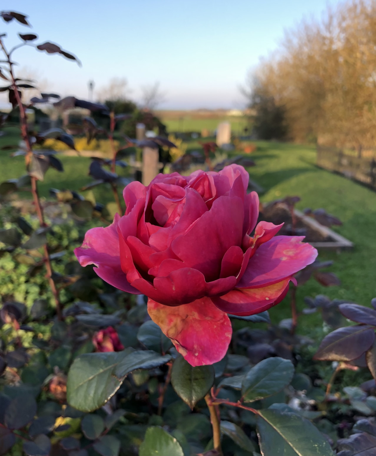 eiderstedt westerhever deich rose