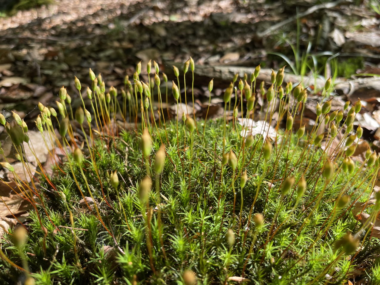 halbinsel eiderstedt, nordfriesland, waldspaziergang, moos, moosblüte