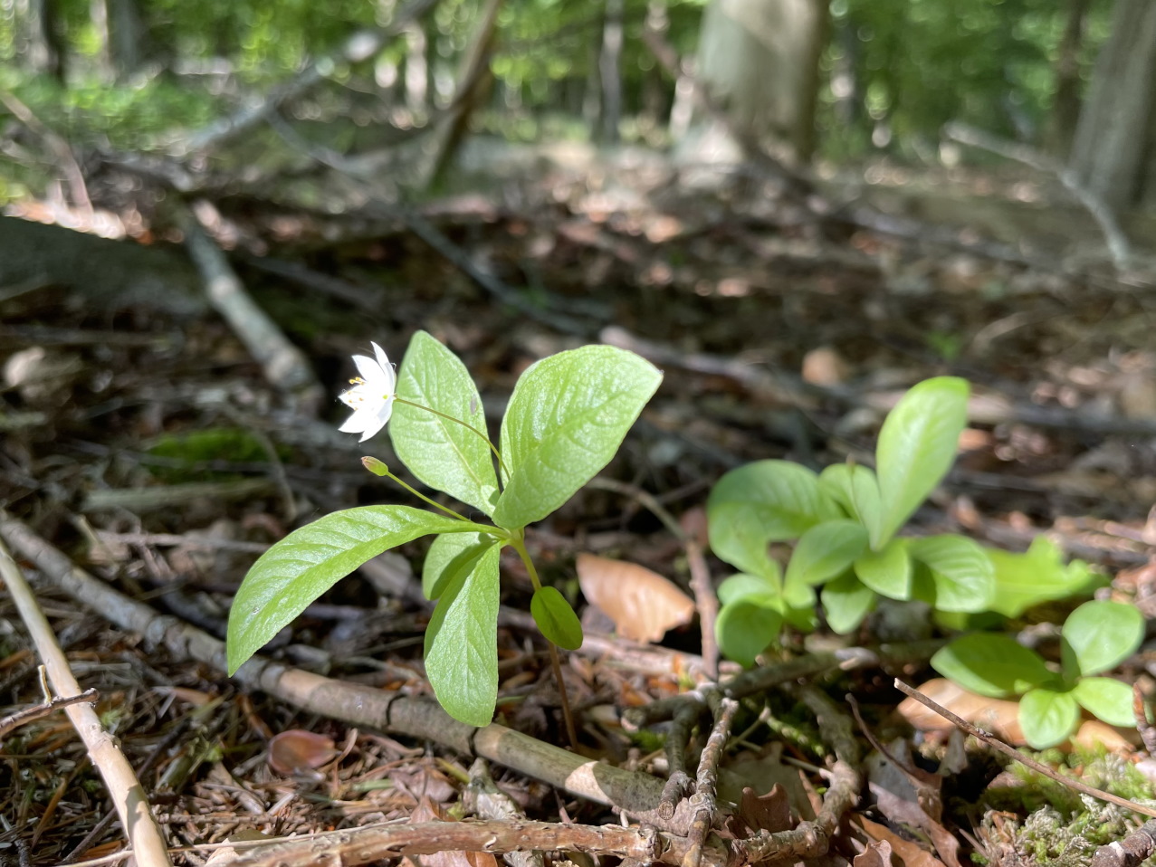 waldspaziergang, waldblume