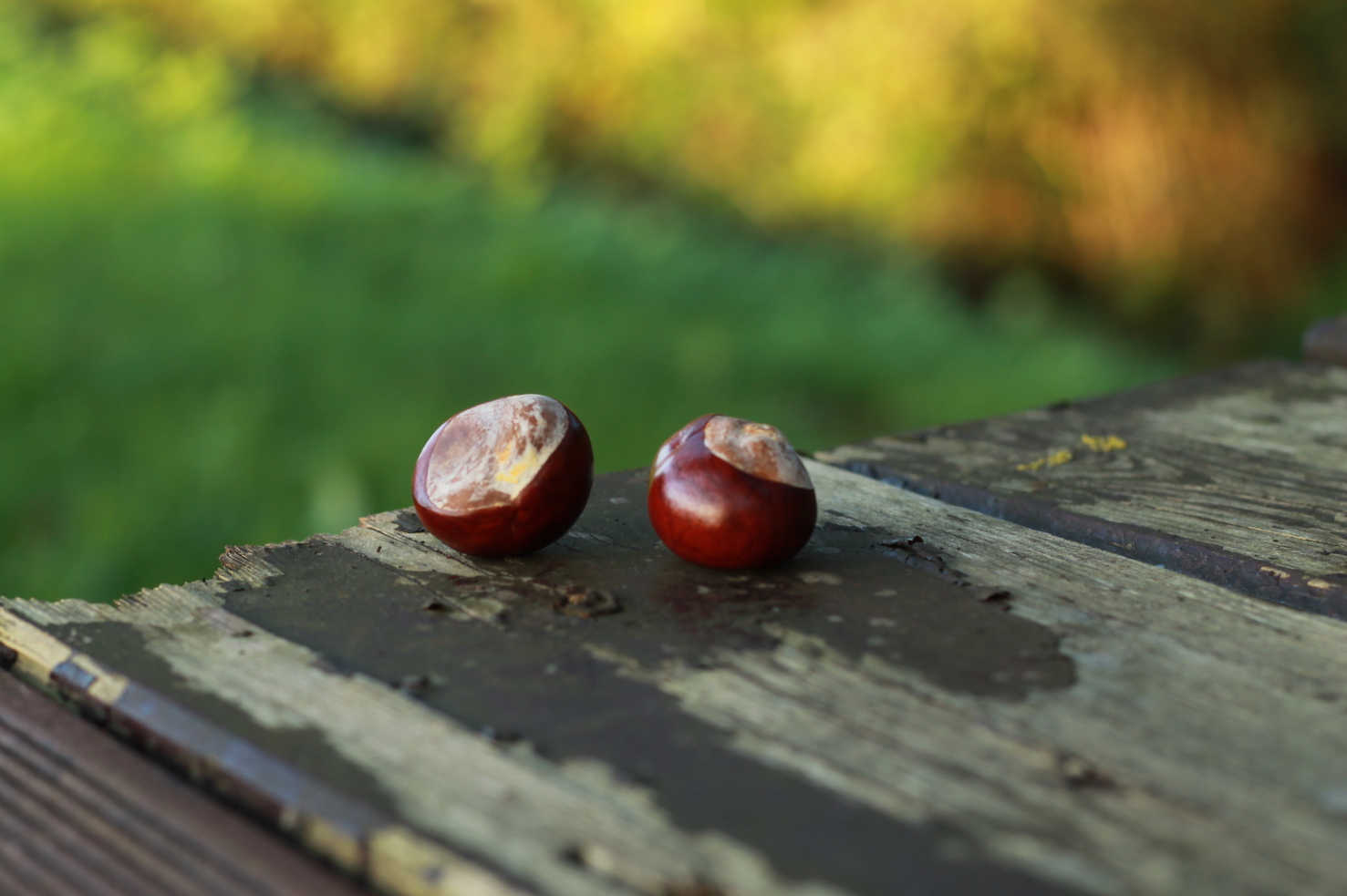 herbstfarben, Waldspaziergang, Kastanien