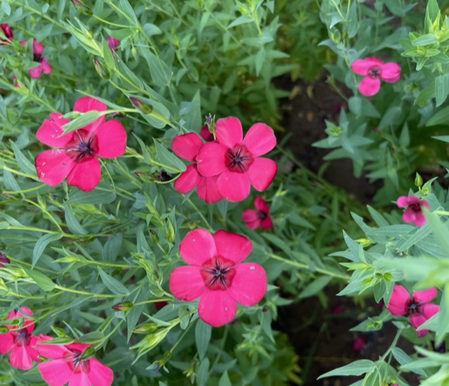 Flachs Lein rot mit Blüten